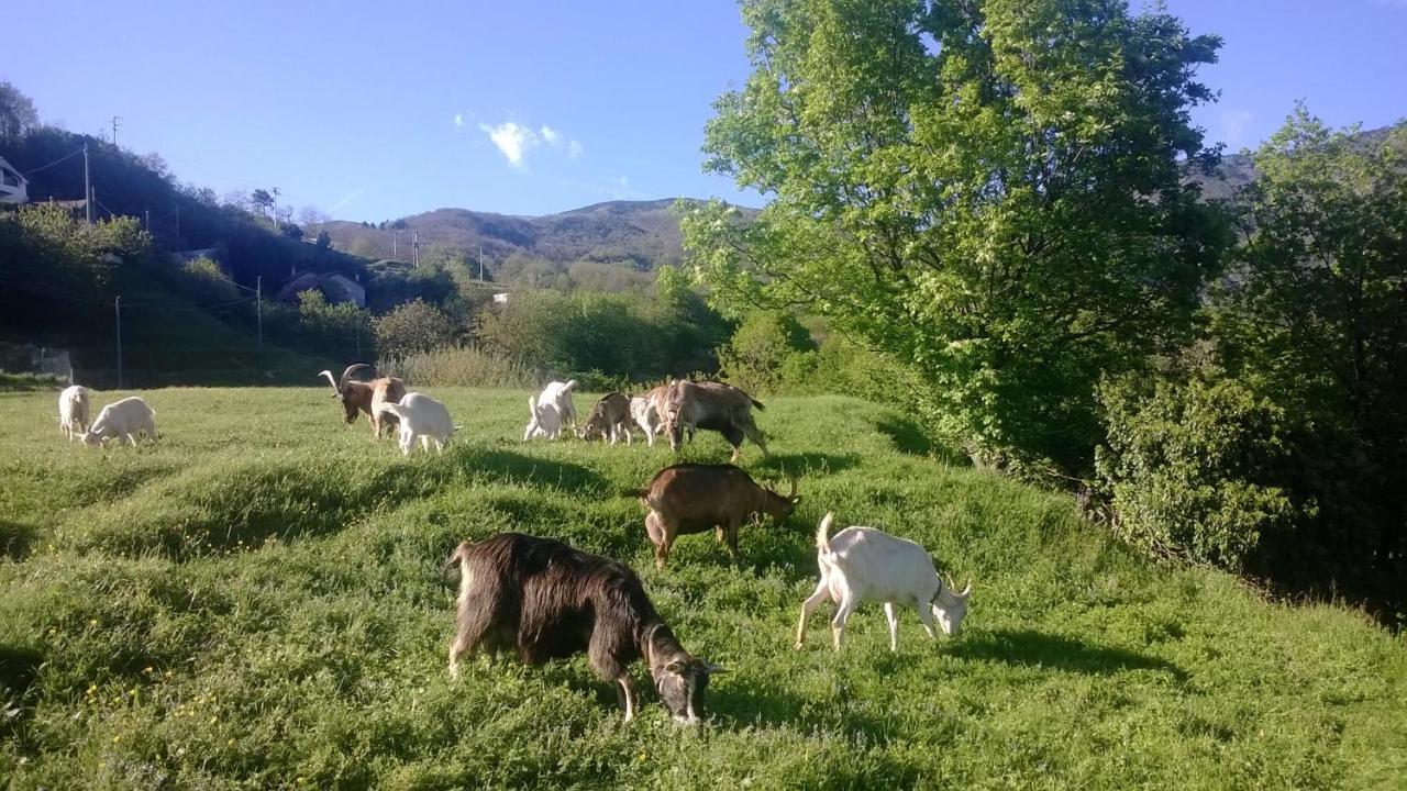 Agriturismo Grilla Vila Mele Quarto foto